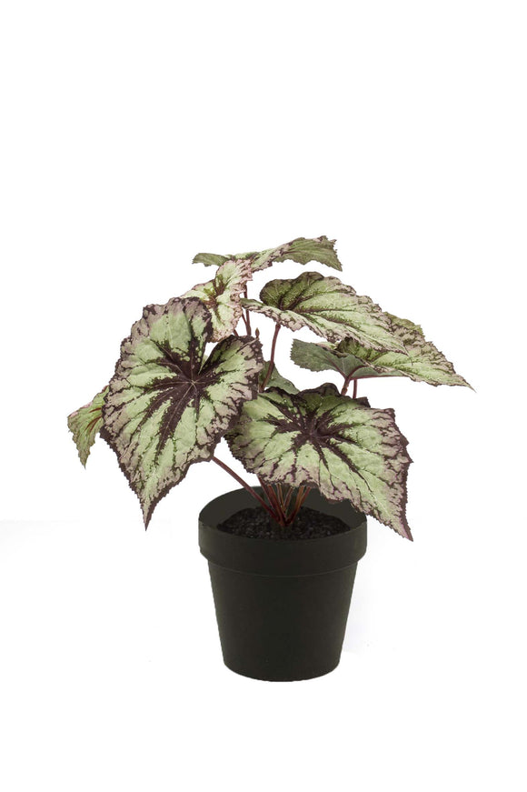 Begonia de hoja artificial - 1 maceta - Verde/Gris/Violeta