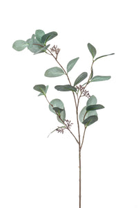 Eukalyptus Populus mit Früchten künstlich - 1 Zweig - Grün-Grau