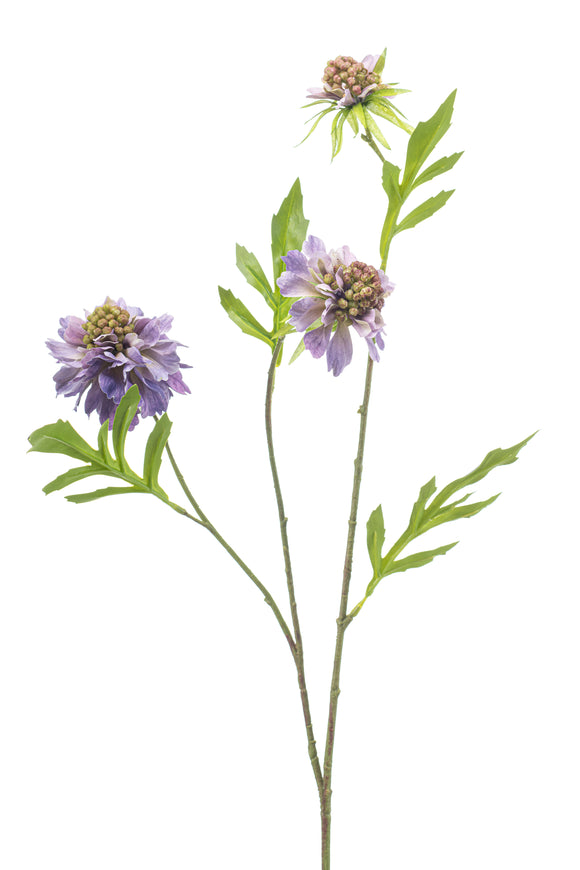 Escabiosa artificial - 1 tallo - Violeta