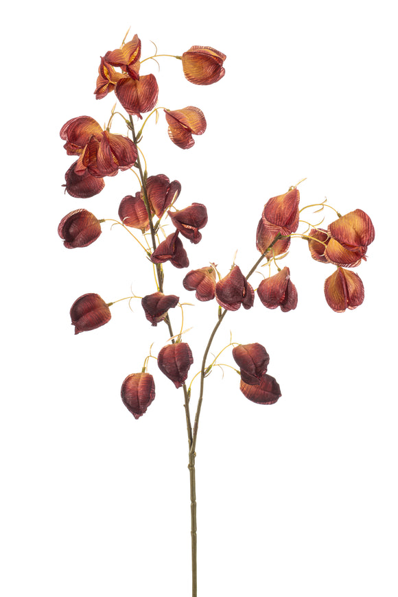 Physalis artificial - 1 rama - Burdeos