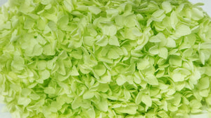 Hortensia preservada Anna - 1 cabeza - Anís