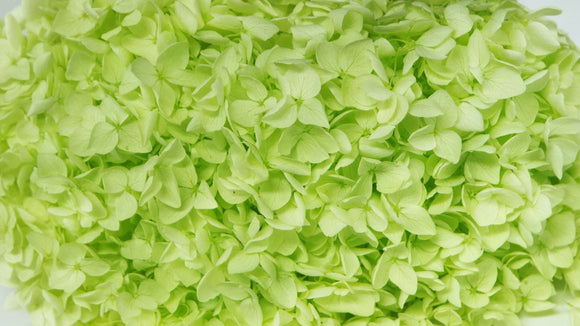 Hortensia preservada Anna - 1 cabeza - Anís
