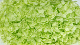 Hortensia preservada Anna - 1 cabeza - Anís