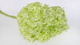Hortensia preservada Anna - 1 cabeza - Anís