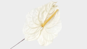 Anthurium stabilisé Earth Matters - 3 pièces - Natural white 011