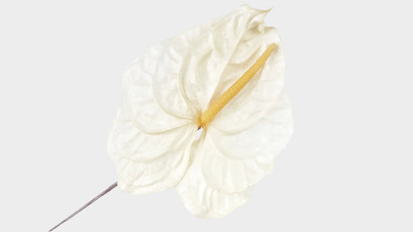 Anthurium preservado La Tierra importa - 3 piezas - Blanco natural 011