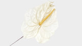 Anthurium preservado La Tierra importa - 3 piezas - Blanco natural 011