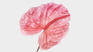 Anthurium stabilisé Earth Matters - 3 pièces - Princess pink 181