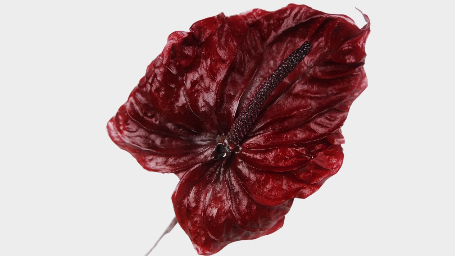 anthurium importaciones Anthurium conserva Earth Matters - 3 piezas