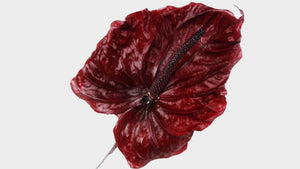 Anthurium stabilisé Earth Matters - 3 pièces - Wine red 471