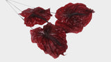 Anthurium conserva Earth Matters - 3 piezas - Vino tinto 471