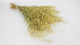 Lepidium Atraxa - 1 Bund - Naturfarbe