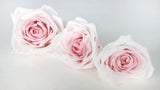 Rosas preservadas Avalanche Earth Matters - 3 cabezas - Rosa champán 131