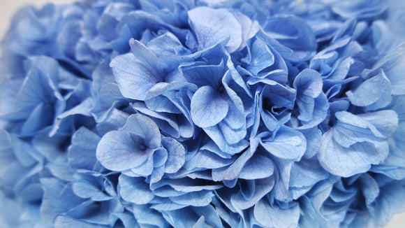 Hortensia Preservada Extra - 1 Cabeza - Azul