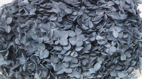 Hortensia Anna Preservada - 1 cabeza - Azul-gris