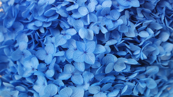 Hortensia Anna Preservada - 1 cabeza - Azul-gris