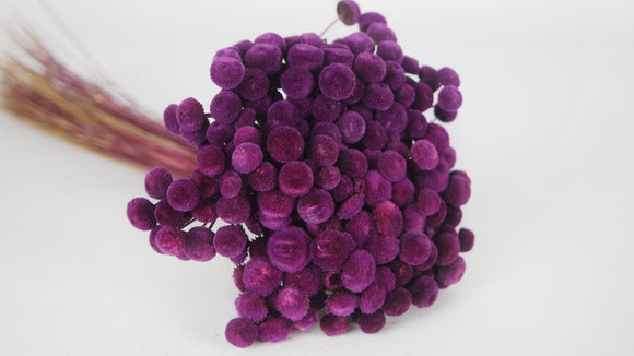 Botao - 1 manojo - Ciruela