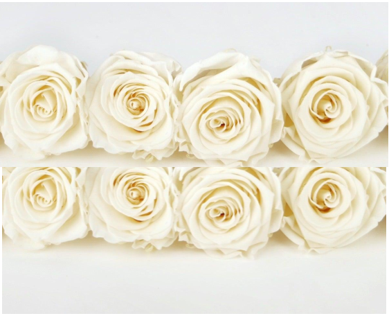 Preserved roses Kiara 5 cm - 8 rose heads - Pearl white