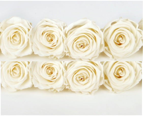 Rosas estabilizadas Kiara 5 cm - 8 piezas - Blanco perla