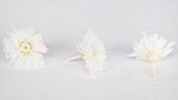 Chrysantheme small Kotonegiku konserviert Earth Matters - 9 Köpfe - White 010