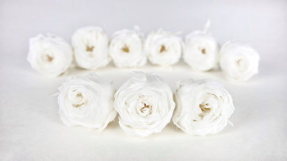 Rosas preservadas en Cocotte Earth Matters - 9 cabezas - Blanco 011