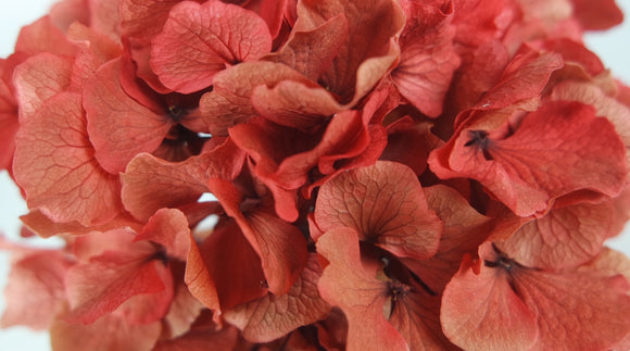 Hortensia Preservada - 1 Cabeza - Coral