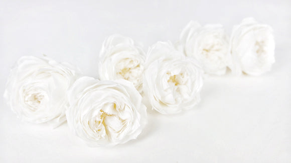 English roses preserved Elena Earth Matters - 6 heads - White 011