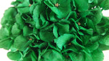 Ortensia stabilizzata - 1 testa - Verde smeraldo