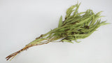 Eukalyptus Exotica konserviert Earth Matters - 1 Bund - Spring green 781