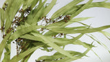 Eukalyptus Exotica konserviert Earth Matters - 1 Bund - Spring green 781