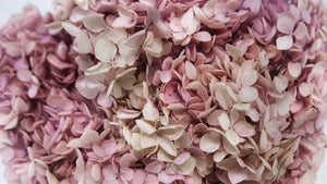 Hortensia stabilisé Anna - 1 tête - Glycine