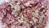 Hortensia stabilisé Anna - 1 tête - Glycine