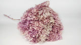 Hortensia stabilisé Anna - 1 tête - Glycine