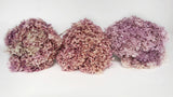 Hortensia stabilisé Anna - 1 tête - Glycine