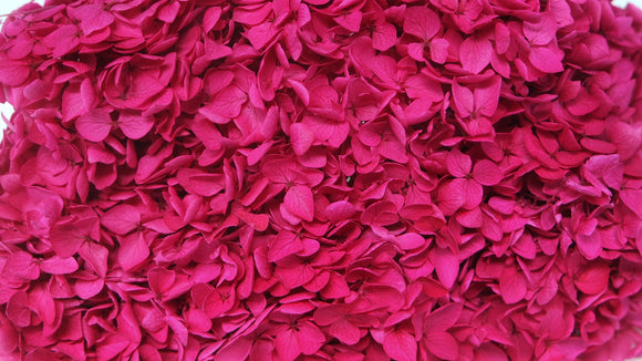 Hortensia preservada Anna - 1 cabeza - Rojo fucsia