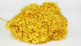 Ortensia Anna Conservata - 1 Testa - Giallo