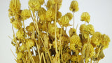 Gomphrena - 1 manojo - Amarillo