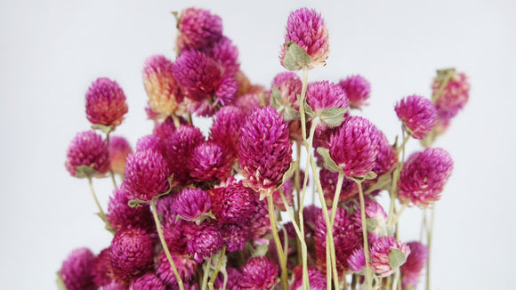 Gomphrena - 1 manojo - color natural rojo fucsia