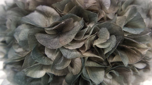 Hortensia preservada extra - 1 cabeza - Gris
