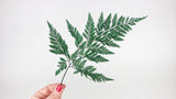 Davalia fern preserved - 6 stems - Green