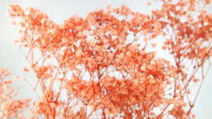 Gypsophile stabilisé - 1 botte - Orange flame