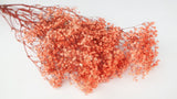 Gypsophile stabilisé - 1 botte - Orange flame