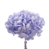 Hortensia Preservada Kiara - 1 Cabeza - Ice blue