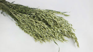 Avena seca - 1 manojo - color natural