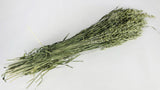 Avena seca - 1 manojo - color natural