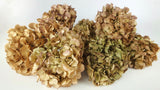 Hortensia seca - 1 cabeza - Verde beige