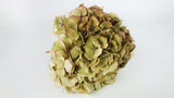 Hortensia seca - 1 cabeza - Verde beige