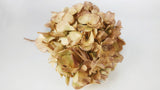 Hortensia seca - 1 cabeza - Verde beige