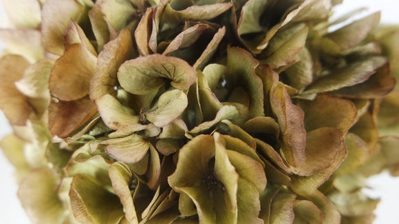 Hortensia seca - 1 cabeza - Verde beige