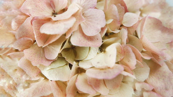 Hortensia seca - 1 cabeza - Beige rosado